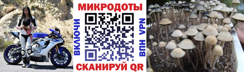 Галлюциногенные грибы GOLDEN TEACHER  KRAKEN как зайти  Грязи  купить закладку 